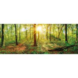 Fototapete - Tief im Wald (672x350cm)
