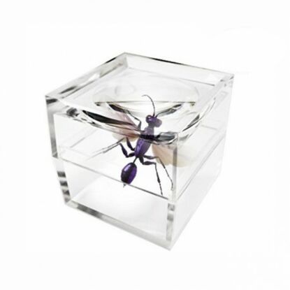 5X Acryl Cubic Bug Viewer Box Lupe
