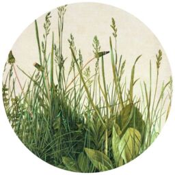 Fototapete Dürer - Das große Rasenstück - Rund