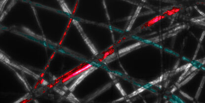 Software - Qualitative Datenanalyse